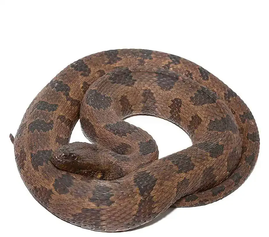jumbo-brown-water-snake jumbo brown water snake e1747246269190
