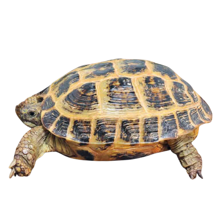 jumbo-female-russian-tortoise (2) jumbo female russian tortoise 2