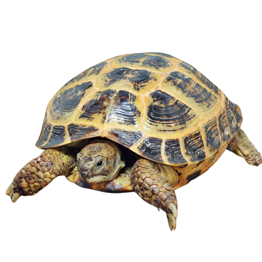 jumbo-female-russian-tortoise jumbo female russian tortoise