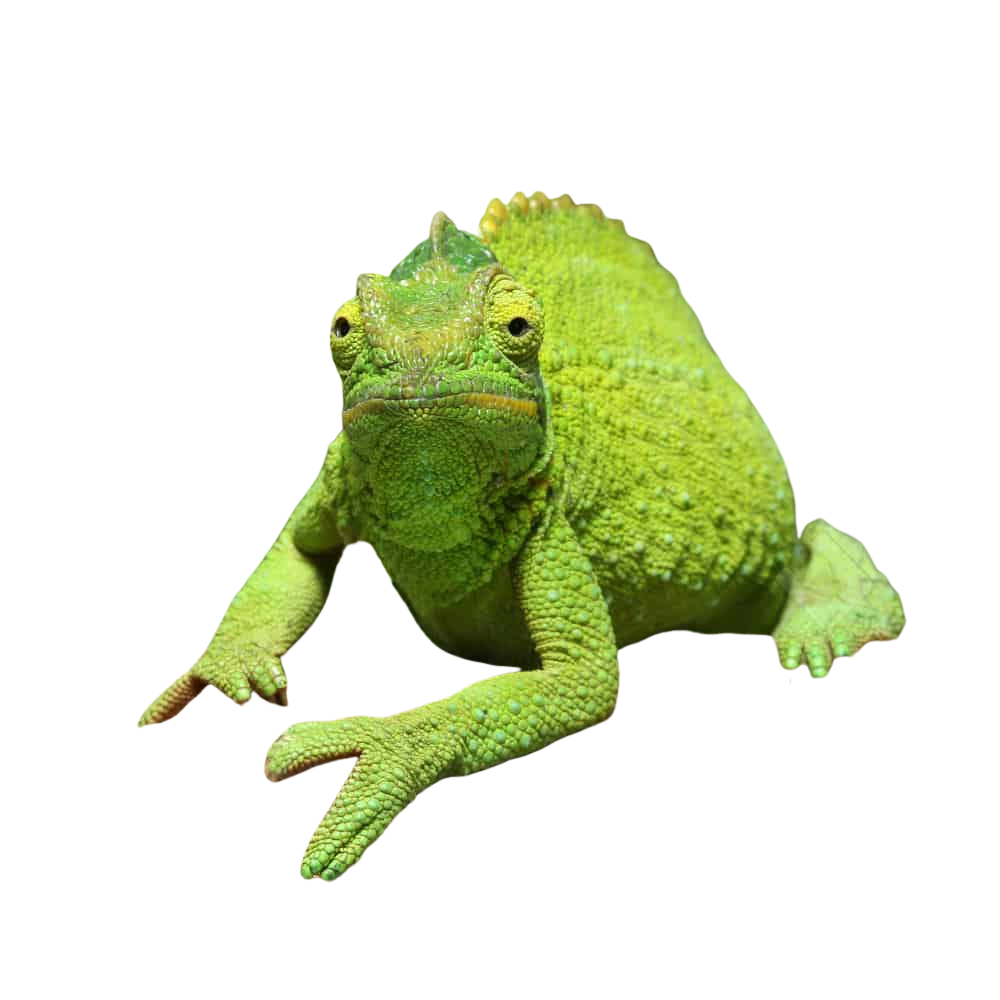 jumbo-jacksons-chameleon jumbo jacksons chameleon