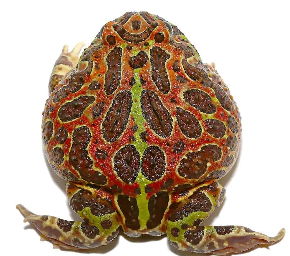 jungle-red-ornate-pacman-frog jungle red ornate pacman frog e1745774153139