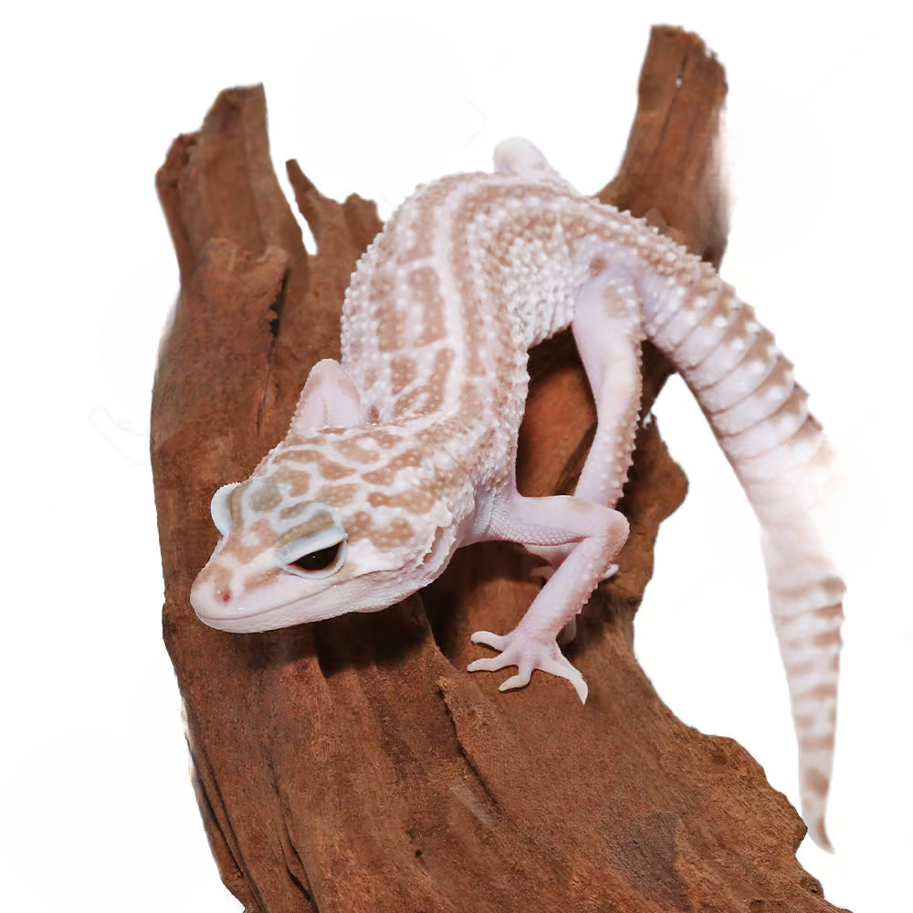 juvenile-albino-super-snow-leopard-gecko (1) juvenile albino super snow leopard gecko 1