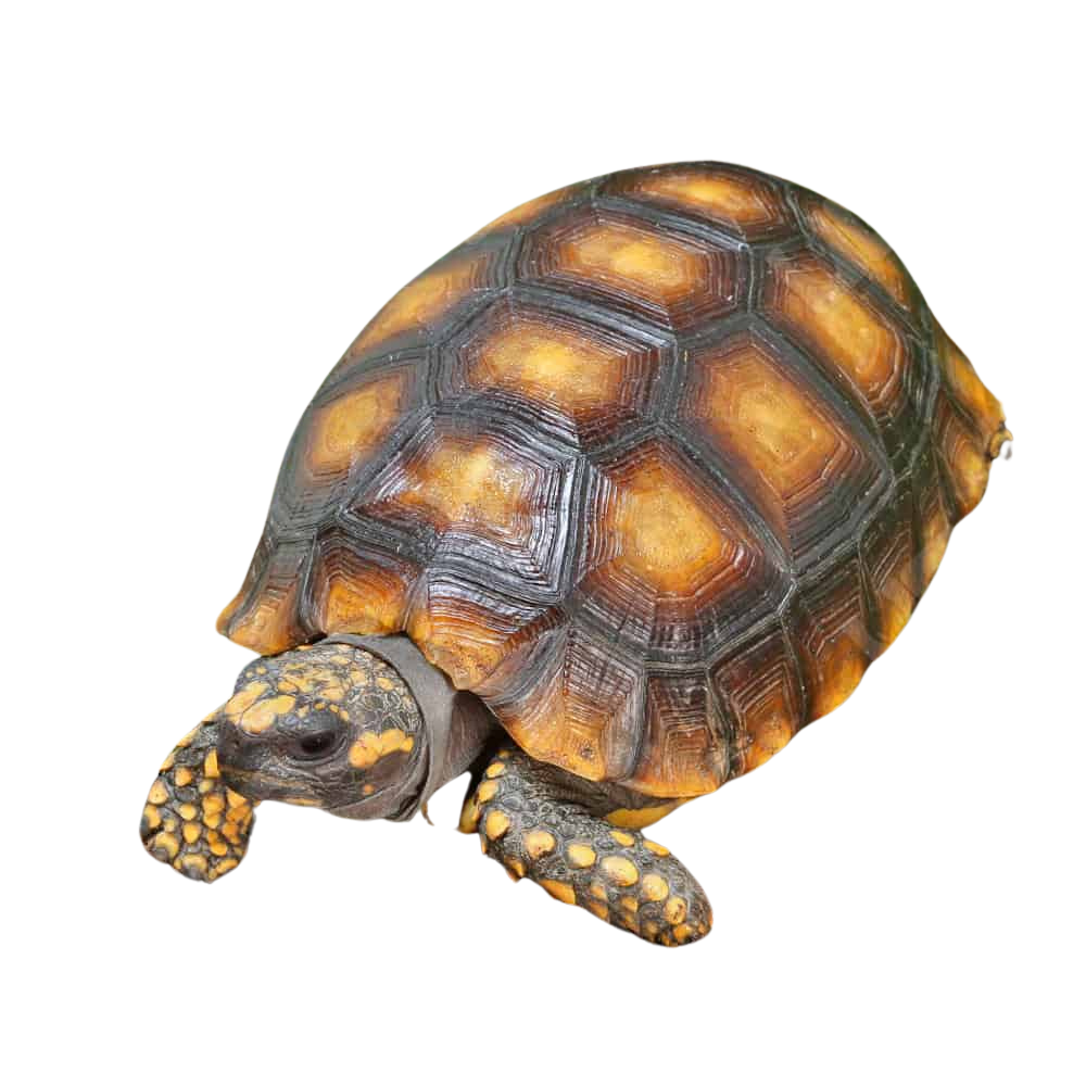 juvenile-amazon-basin-yellowfoot-tortoise (2) juvenile amazon basin yellowfoot tortoise 2