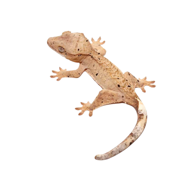 Juvenile Brindle Dalmatian Crested Gecko