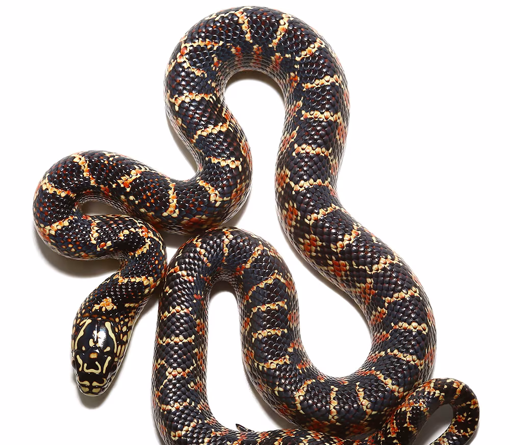 juvenile-brooks-het-axanthic-kingsnake juvenile brooks het axanthic kingsnake e1747123047418