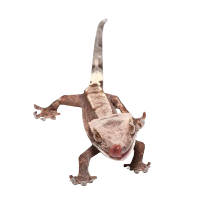 Juvenile Cappuccino Crested Gecko #2