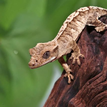 Juvenile Creamy Extreme Harlequin Crested Gecko #5