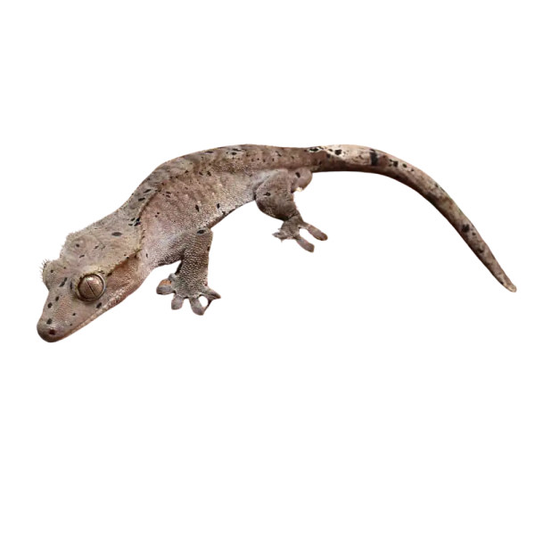 Juvenile Dark Dalmatian Crested Gecko