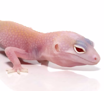Juvenile Diablo Blanco Leopard Gecko (Solid Red Eyes)