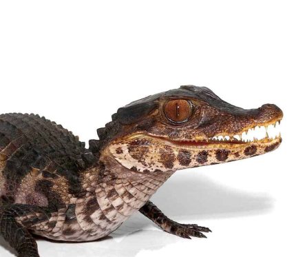 Juvenile Dwarf Caiman