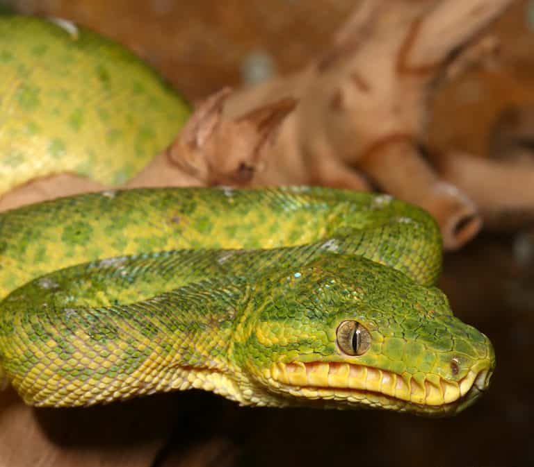juvenile-emerald-tree-boa-1 (1) juvenile emerald tree boa 1 1 e1747055953508