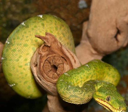 Juvenile Emerald Tree Boa #1