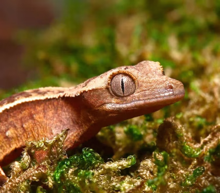 Juvenile Female Orange Base Empty Back Harlequin Pinstripe Crested Gecko