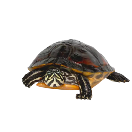 Juvenile Florida Redbelly Cooter Turtle