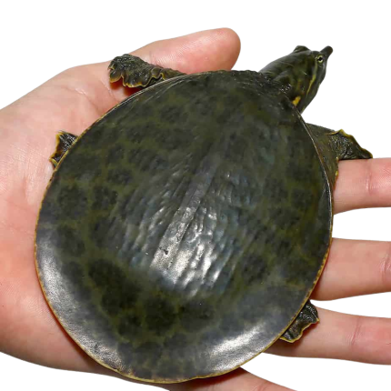 Juvenile Florida Softshell Turtle