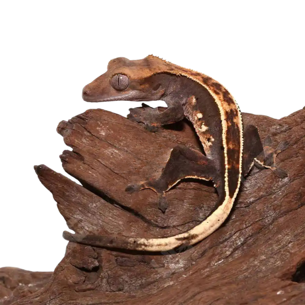 Juvenile Full Pinstripe Crested Gecko