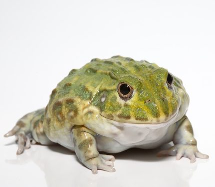 Juvenile Giant Pixie Frog