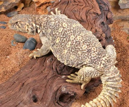 Juvenile Giant Saudi Arabian Uromastyx