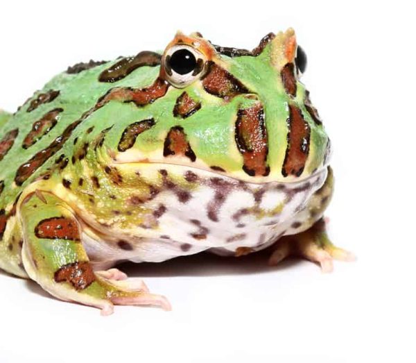 Juvenile Green Pacman Frog