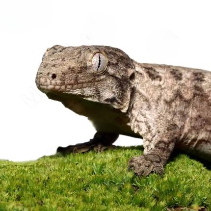 Juvenile GTX Leachianus Gecko