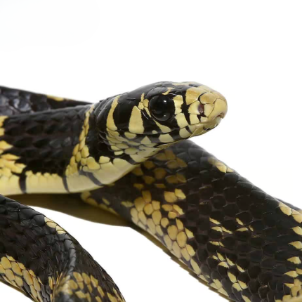 Juvenile Guyana Tiger Ratsnake