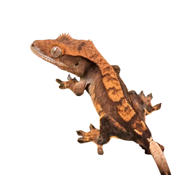Juvenile Harlequin Crested Gecko
