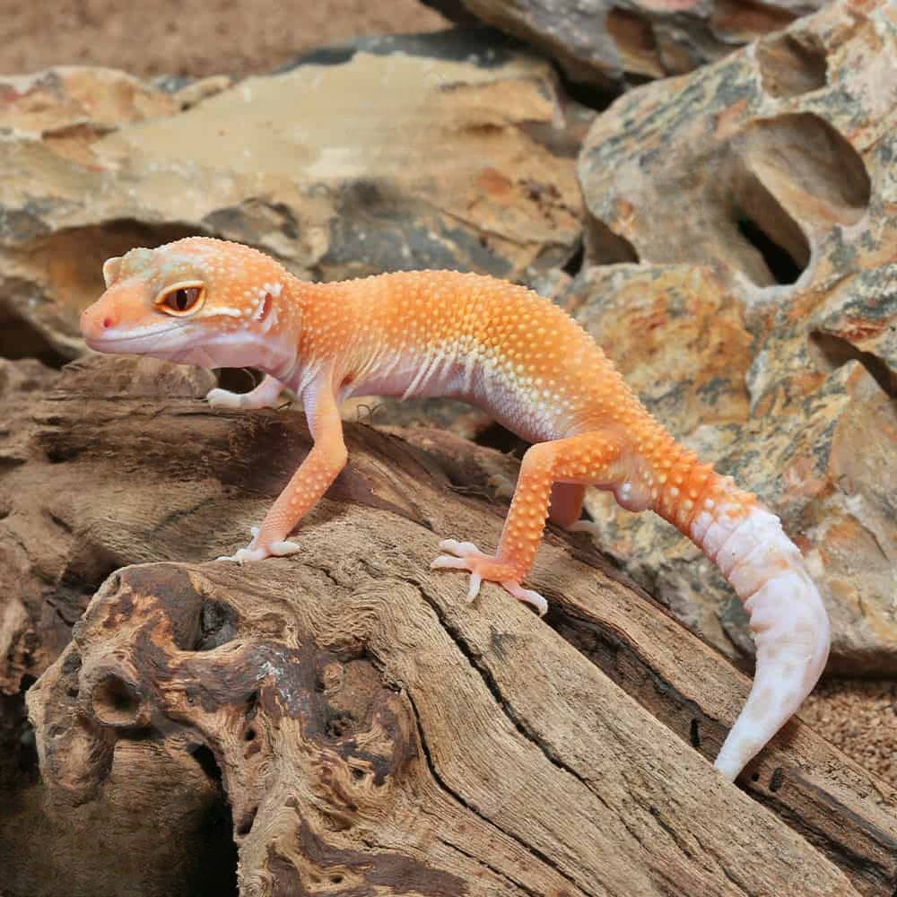 juvenile-hypo-designer-leopard-gecko (1) juvenile hypo designer leopard gecko 1