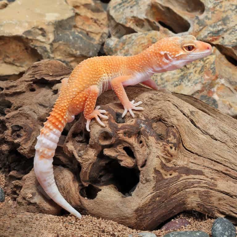 juvenile-hypo-designer-leopard-gecko (2) juvenile hypo designer leopard gecko 2