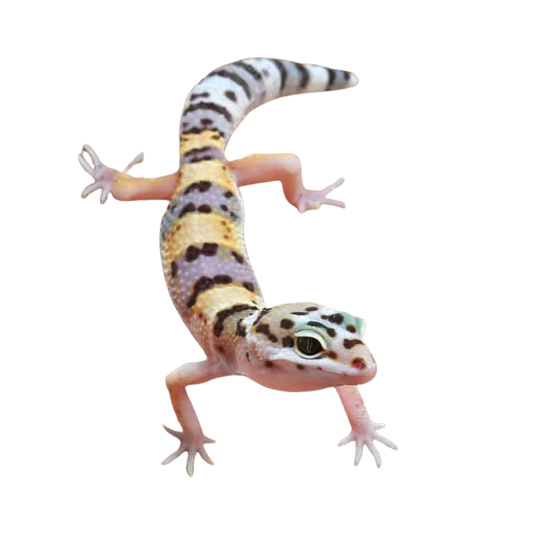 juvenile-leopard-gecko (2) juvenile leopard gecko 2