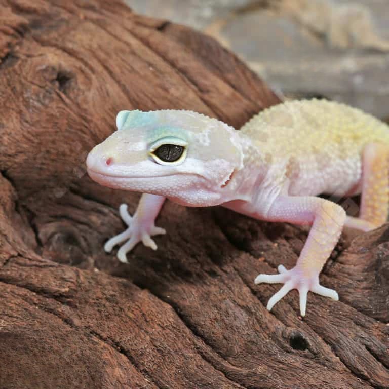 juvenile-leucistic-leopard-gecko juvenile leucistic leopard gecko