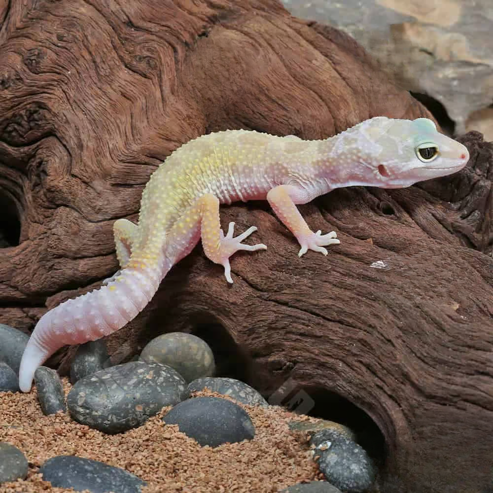 juvenile-leucistic-leopard-gecko juvenile leucistic leopard gecko