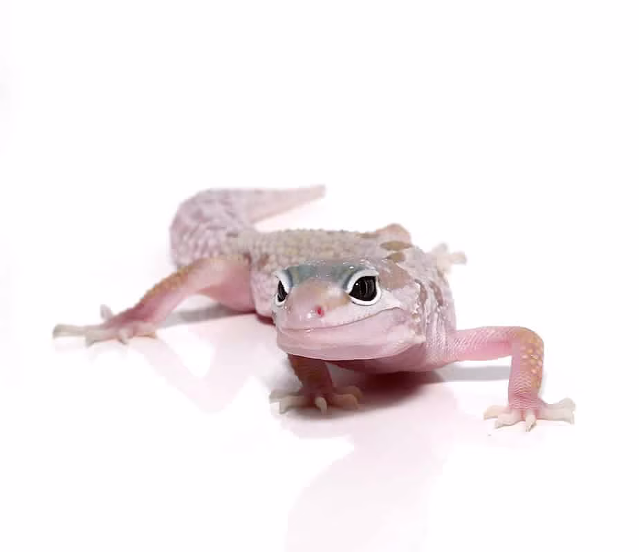 juvenile-leucistic-mack-snow-leopard-gecko juvenile leucistic mack snow leopard gecko e1747674879559