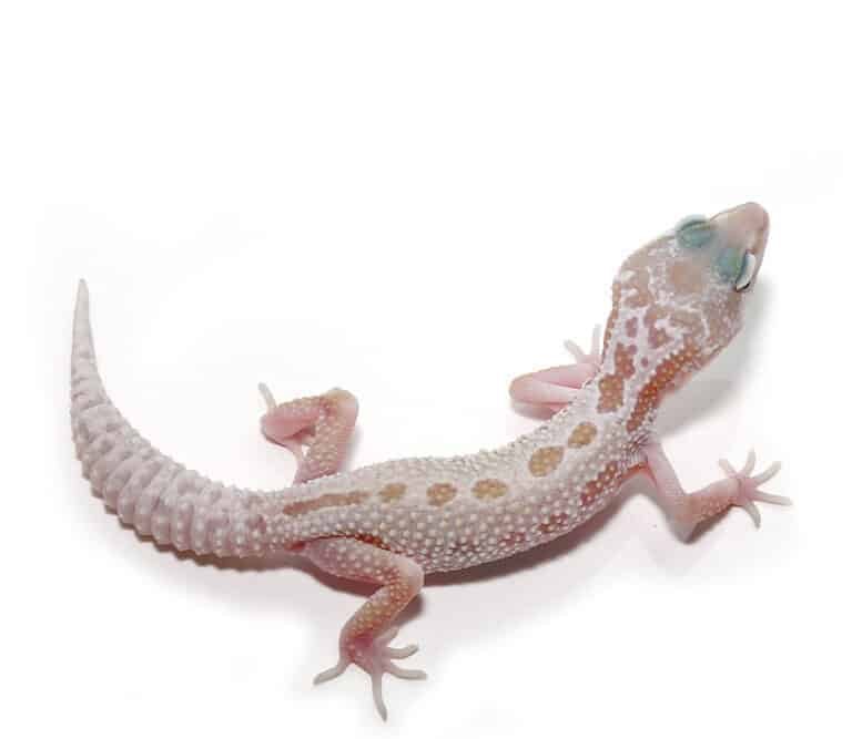 juvenile-leucistic-mack-snow-leopard-gecko juvenile leucistic mack snow leopard gecko e1747674896743