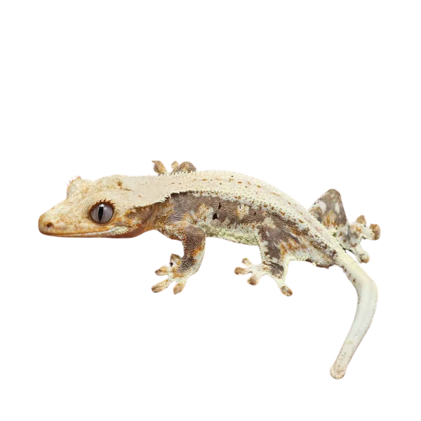 Juvenile Lilly White Crested Gecko