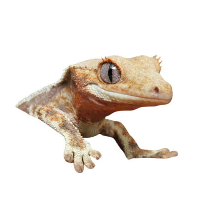 Juvenile Lilly White Crested Gecko #2