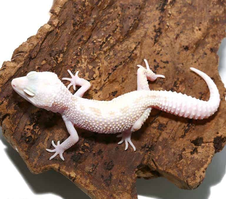 juvenile-mack-snow-albino-leucistic-leopard-gecko juvenile mack snow albino leucistic leopard gecko e1747660573978