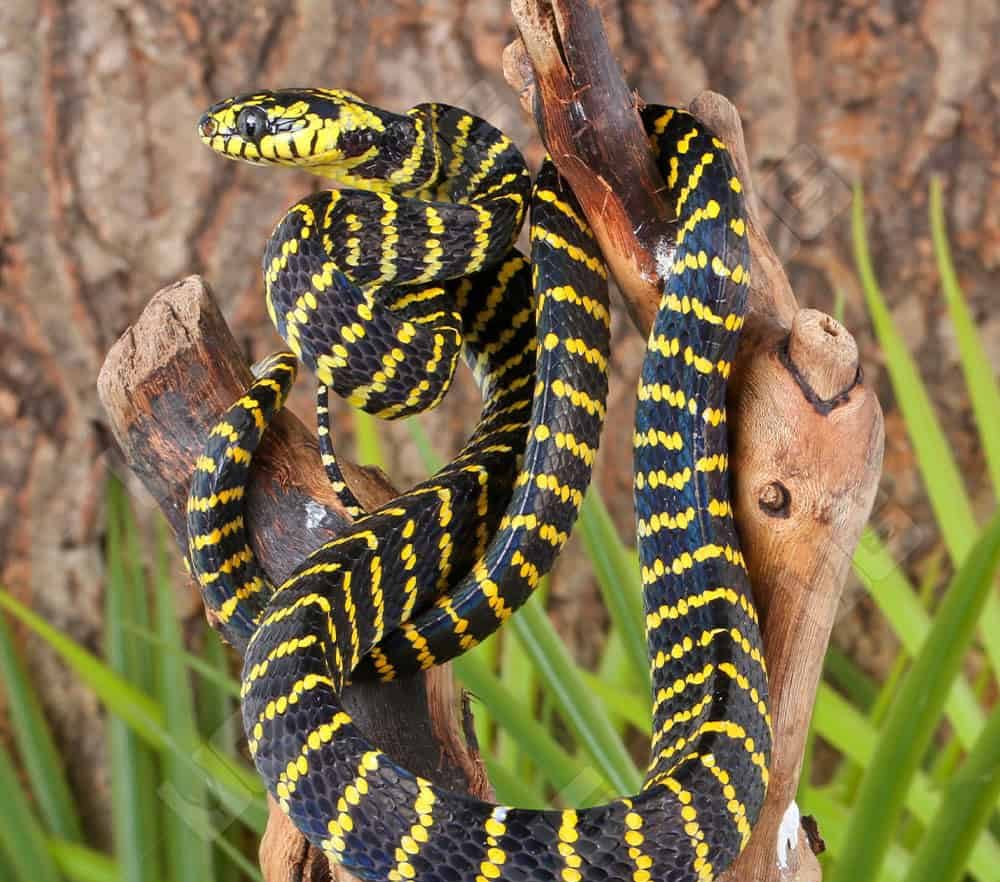 juvenile-mangrove-snake (2) juvenile mangrove snake 2 e1739891804652