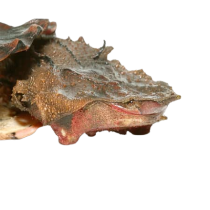 Juvenile Mata Mata Turtle
