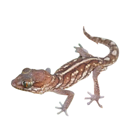 Juvenile Panther Gecko Pair