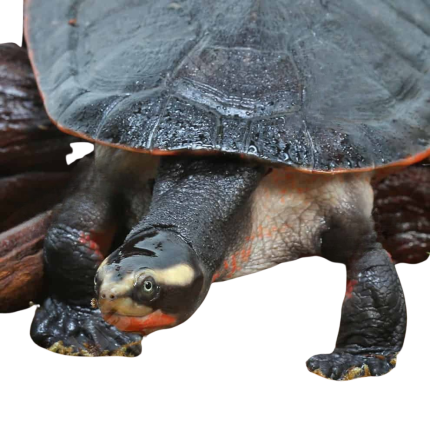 Juvenile Pinkbelly Sideneck Turtle