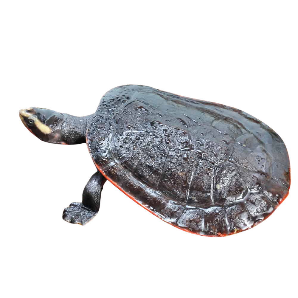 juvenile-pinkbelly-sideneck-turtle (2) juvenile pinkbelly sideneck turtle 2
