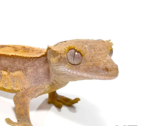 Juvenile Premium Crested Gecko