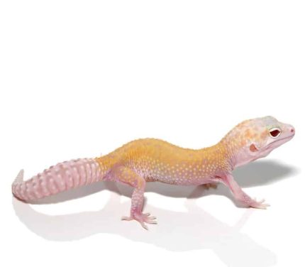Juvenile Raptor Leopard Gecko (Solid Red Eyes)