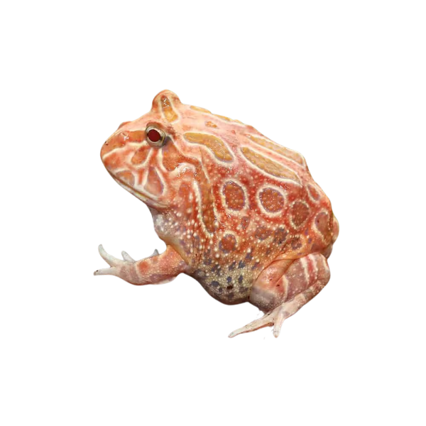 Juvenile Raspberry Pacman Frog
