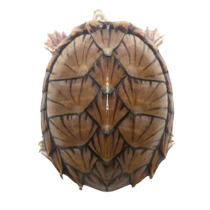 Juvenile Razorback Musk Turtle