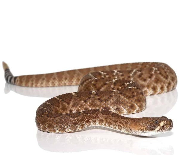 Juvenile Red Rattlesnake