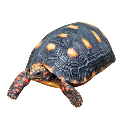 Juvenile Redfoot Tortoise