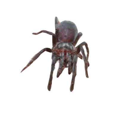 Juvenile Regal Jumping Spider