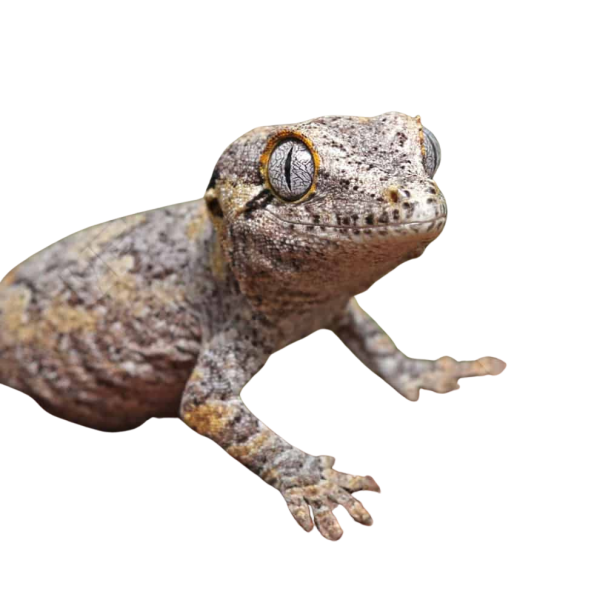 Juvenile Reticulated Gargoyle Gecko