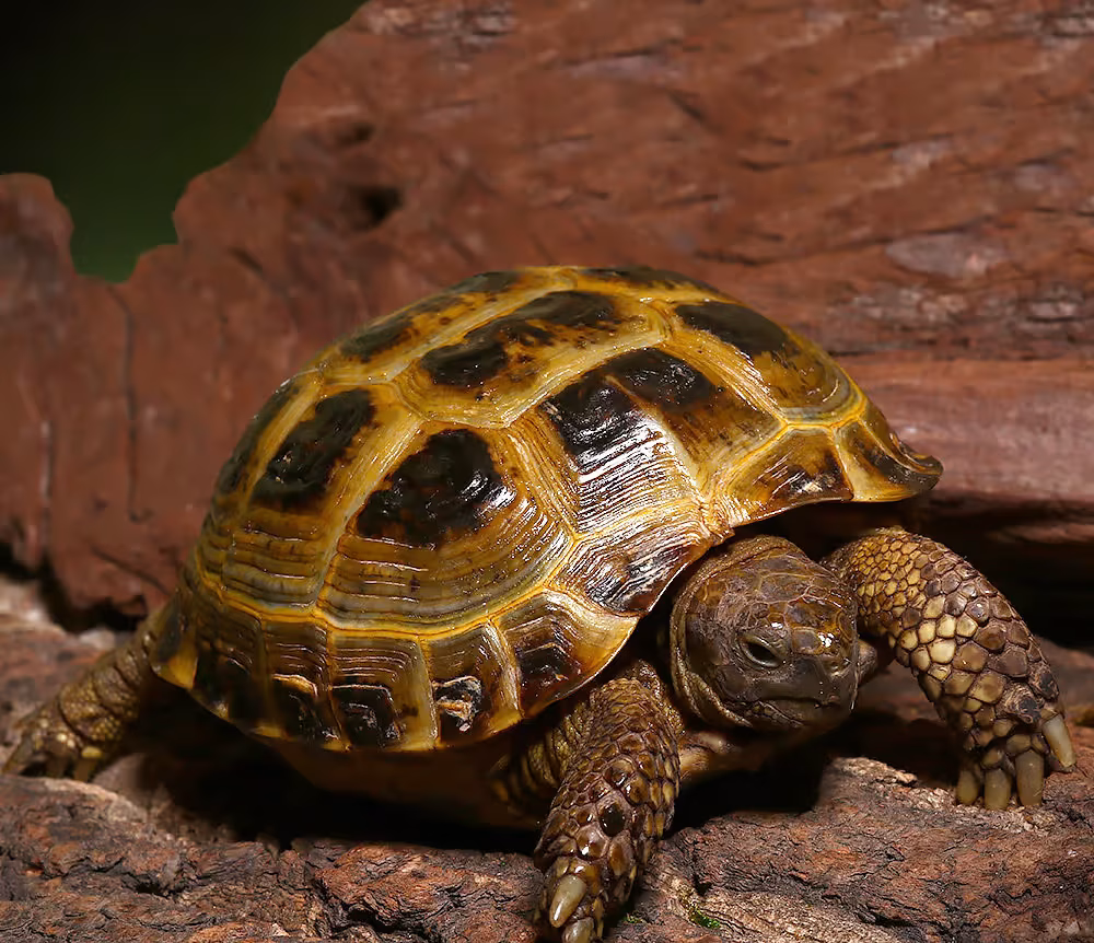 juvenile-russian-tortoise juvenile russian tortoise e1750417980446